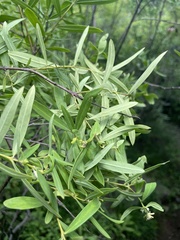 Wikstroemia chamaedaphne