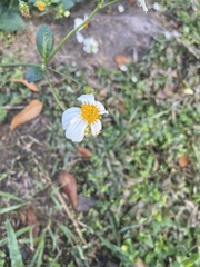Bidens alba