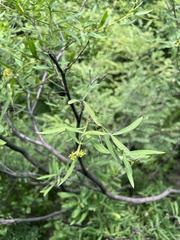 Wikstroemia chamaedaphne
