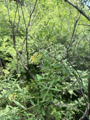 Wikstroemia chamaedaphne