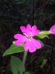 Silene dioica