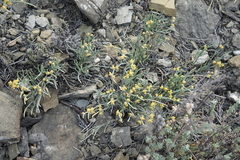 Ephedra monosperma