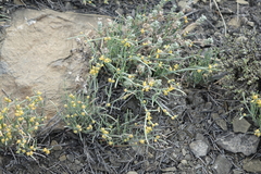 Ephedra monosperma