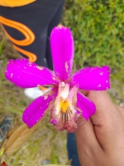 Sobralia