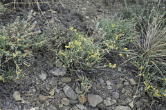 Ephedra monosperma