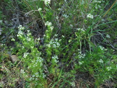 Cyclospermum leptophyllum