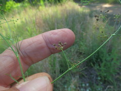 Cyclospermum leptophyllum