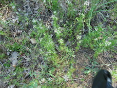 Cyclospermum leptophyllum