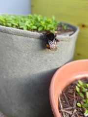 Bombus terrestris audax