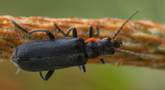 Cantharis obscura