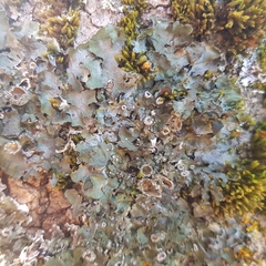 Pleurosticta acetabulum