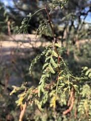 Vachellia constricta