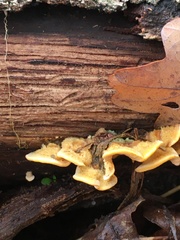 Stereum subtomentosum