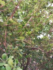 Strychnos madagascariensis