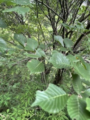 Ulmus macrocarpa