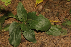 Cynoglossum officinale