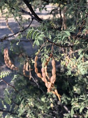 Vachellia constricta