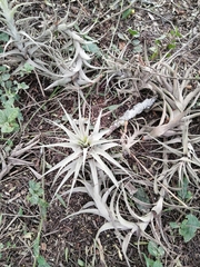 Tillandsia incarnata