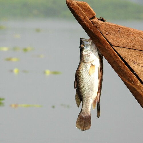 African snook (Lates niloticus) — Latidae — 4