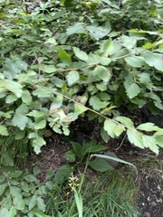 Spiraea ouensanensis