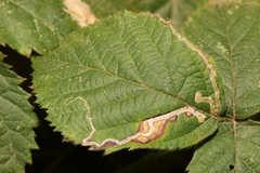 Stigmella aurella