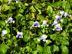 Viola hederacea