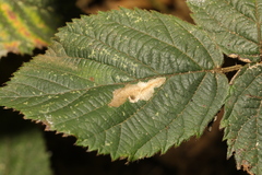 Coptotriche marginea