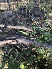 Vachellia constricta
