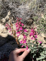 Penstemon clevelandii clevelandii