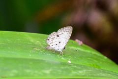 Megisba malaya sikkima