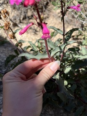 Penstemon clevelandii clevelandii