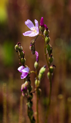 Drosera filiformis