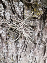 Tillandsia recurvata
