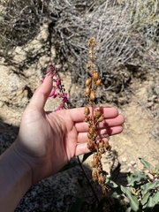 Penstemon clevelandii clevelandii