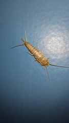 Ctenolepisma longicaudatum