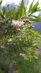 Gomphocarpus