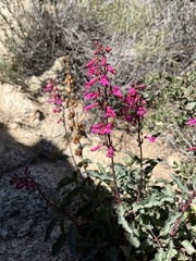 Penstemon clevelandii clevelandii