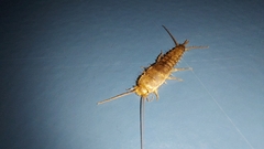 Ctenolepisma longicaudatum