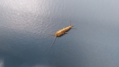 Ctenolepisma longicaudatum