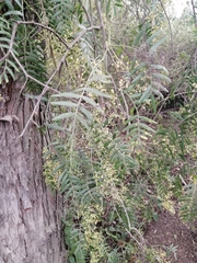Schinus molle