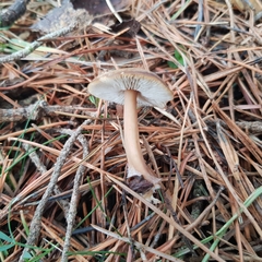 Rhodocollybia asema