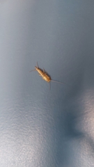 Ctenolepisma longicaudatum