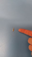 Ctenolepisma longicaudatum