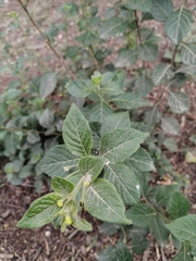 Capsicum rhomboideum