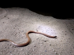 Tantilla