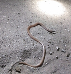Tantilla