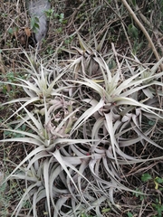 Tillandsia secunda