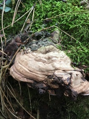 Fomes fomentarius