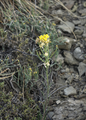 Erysimum flavum altaicum