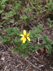 Bidens triplinervia
